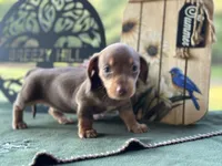 Mary, a female Miniature Dachshund for sale in Hartsfield, GA – Photo 2 of 10