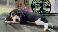Nancy, a female Beagle for sale in Hartsfield, GA – Photo 5 of 10