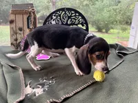 Nancy, a female Beagle for sale in Hartsfield, GA – Photo 9 of 10