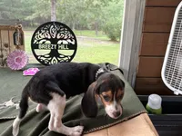 Nancy, a female Beagle for sale in Hartsfield, GA – Photo 6 of 10