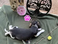 Nancy, a female Beagle for sale in Hartsfield, GA – Photo 4 of 10