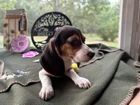 Nancy, a female Beagle for sale in Hartsfield, GA – Photo 3 of 10