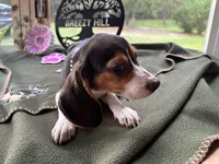 Nancy, a female Beagle for sale in Hartsfield, GA – Photo 10 of 10