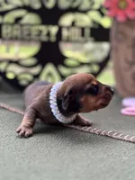 Chilli Pepper - Carrie, a female Miniature Dachshund for sale in Hartsfield, GA – Photo 1 of 10