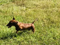 Chilli Pepper - Carrie, a female Miniature Dachshund for sale in Hartsfield, GA – Photo 9 of 10