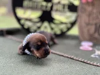 Chilli Pepper - Carrie, a female Miniature Dachshund for sale in Hartsfield, GA – Photo 3 of 10