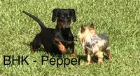 Chilli Pepper - Carrie, a female Miniature Dachshund for sale in Hartsfield, GA – Photo 10 of 10