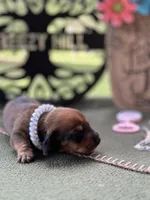 Chilli Pepper - Carrie, a female Miniature Dachshund for sale in Hartsfield, GA – Photo 5 of 10