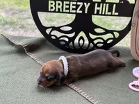 Chilli Pepper - Carrie, a female Miniature Dachshund for sale in Hartsfield, GA – Photo 6 of 10