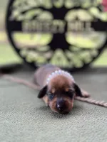 Chilli Pepper - Carrie, a female Miniature Dachshund for sale in Hartsfield, GA – Photo 2 of 10