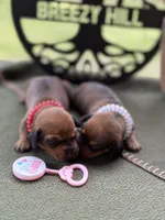 Chilli Pepper - Carrie, a female Miniature Dachshund for sale in Hartsfield, GA – Photo 7 of 10