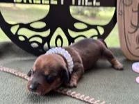 Chilli Pepper - Carrie, a female Miniature Dachshund for sale in Hartsfield, GA – Photo 4 of 10