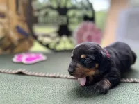 Caroline, a female Miniature Dachshund for sale in Hartsfield, GA – Photo 7 of 10