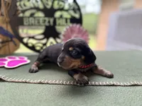 Caroline, a female Miniature Dachshund for sale in Hartsfield, GA – Photo 5 of 10