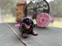 Caroline, a female Miniature Dachshund for sale in Hartsfield, GA – Photo 3 of 10