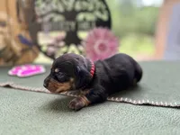 Caroline, a female Miniature Dachshund for sale in Hartsfield, GA – Photo 8 of 10