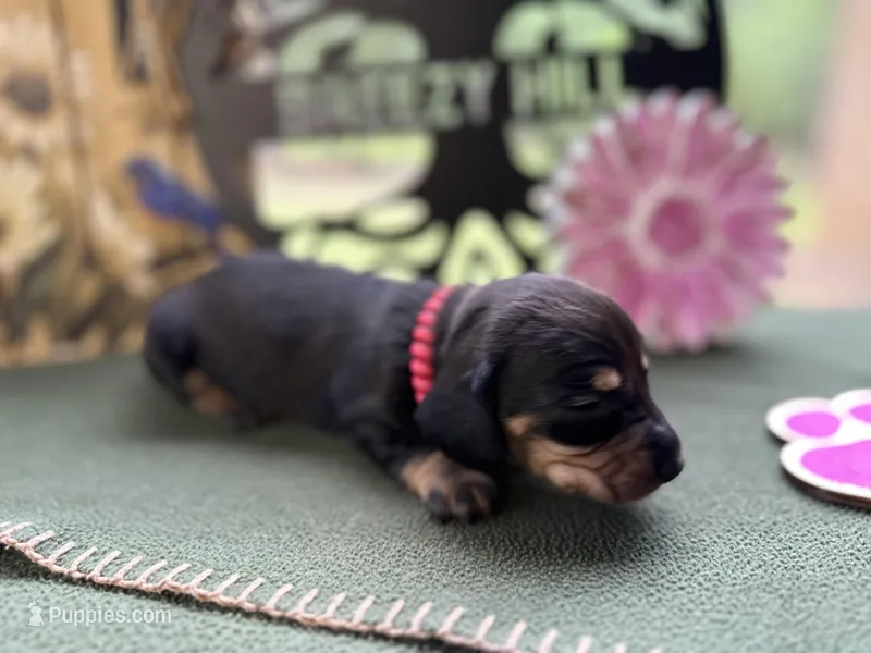 Caroline, a female Miniature Dachshund for sale in Hartsfield, GA – Photo 1 of 10