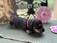 Caroline, a female Miniature Dachshund for sale in Hartsfield, GA – Photo 1 of 10