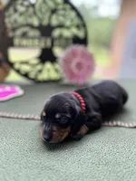 Caroline, a female Miniature Dachshund for sale in Hartsfield, GA – Photo 4 of 10