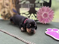 Caroline, a female Miniature Dachshund for sale in Hartsfield, GA – Photo 2 of 10