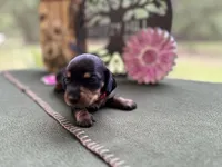 Caroline, a female Miniature Dachshund for sale in Hartsfield, GA – Photo 6 of 10