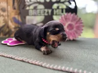 Caroline, a female Miniature Dachshund for sale in Hartsfield, GA – Photo 9 of 10