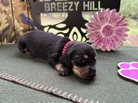 Caroline, a female Miniature Dachshund for sale in Hartsfield, GA – Photo 10 of 10