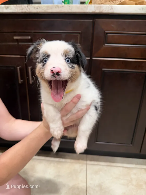 Merle – Australian Shepherd puppy for sale in Tucson, AZ