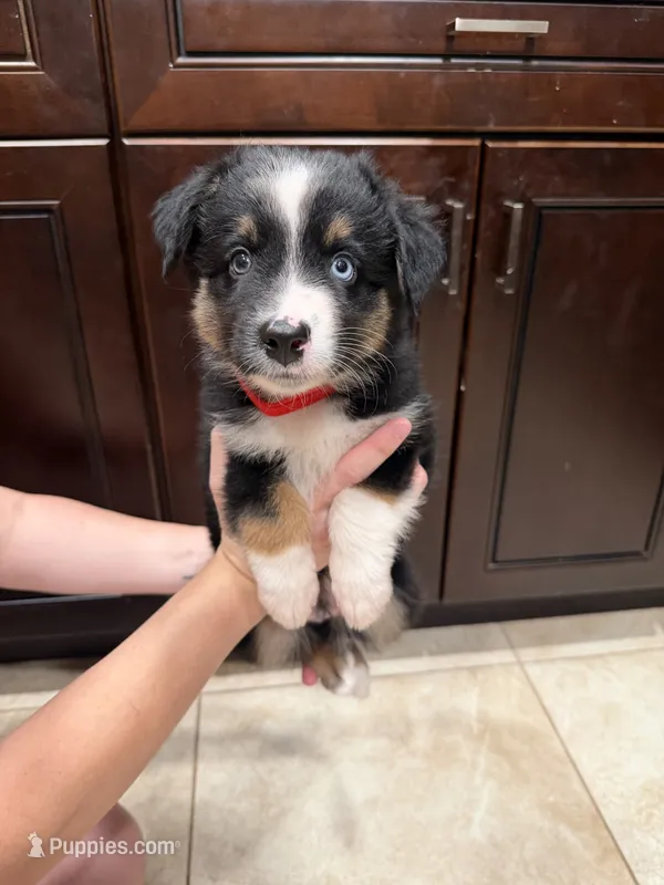 Black tri – Australian Shepherd puppy for sale in Tucson, AZ