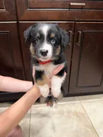 Black tri, a male Australian Shepherd for sale in Tucson, AZ – 1 of 2