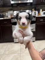 Merle, a female Australian Shepherd for sale in Tucson, AZ – 2 of 3