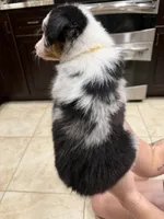 Merle, a female Australian Shepherd for sale in Tucson, AZ – 3 of 3
