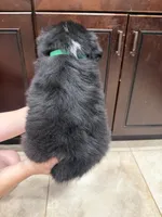 Black tri, a male Australian Shepherd for sale in Tucson, AZ – 2 of 2