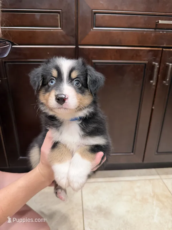 Black tri – Australian Shepherd puppy for sale in Tucson, AZ