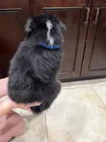 Black tri, a male Australian Shepherd for sale in Tucson, AZ – 2 of 2
