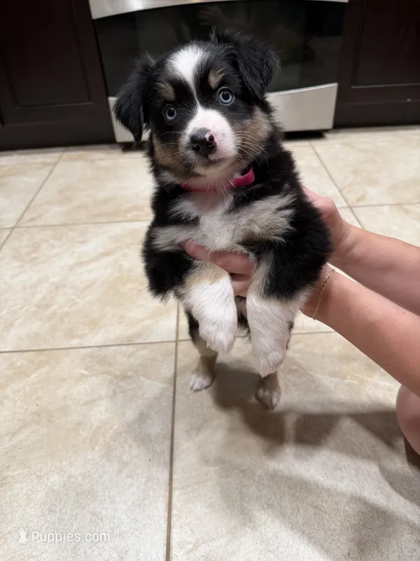 Black tri – Australian Shepherd puppy for sale in Tucson, AZ