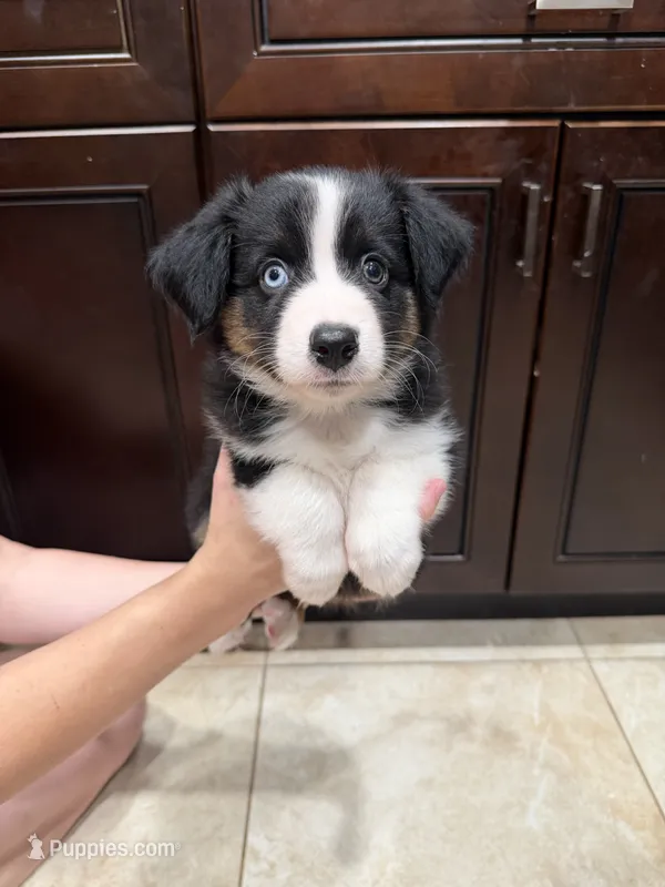 Black tri – Australian Shepherd puppy for sale in Tucson, AZ