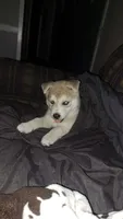 Broly, a male Alaskan Husky for sale in Mabelvale, AR – 2 of 2