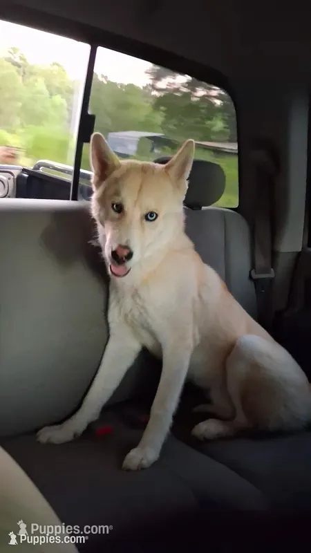 Broly – Alaskan Husky puppy for sale in Mabelvale, AR