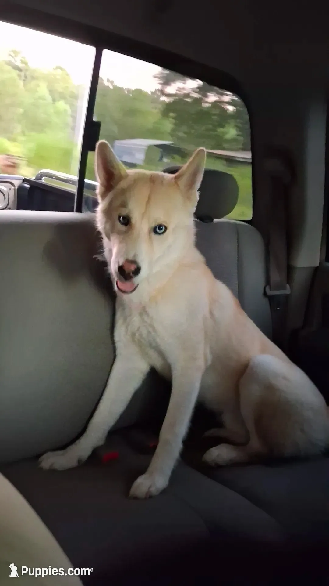 Broly, a male Alaskan Husky for sale in Mabelvale, AR – 1 of 2