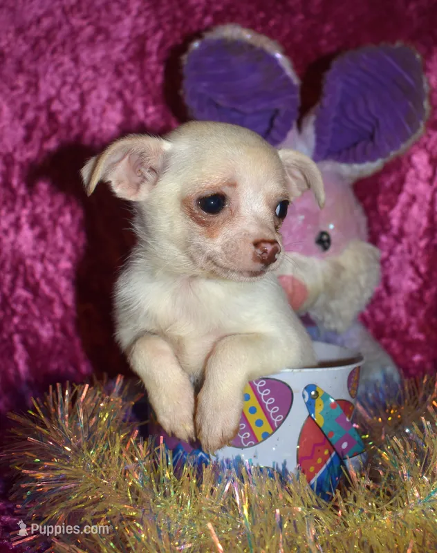 DeeDee – Chihuahua puppy for sale in Goldsboro, NC