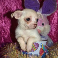 DeeDee, a female Chihuahua for sale in Goldsboro, NC – Photo 3 of 4
