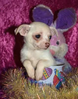 DeeDee, a female Chihuahua for sale in Goldsboro, NC – Photo 3 of 4