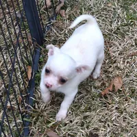 DeeDee, a female Chihuahua for sale in Goldsboro, NC – Photo 4 of 4