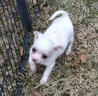 DeeDee, a female Chihuahua for sale in Goldsboro, NC – Photo 4 of 4