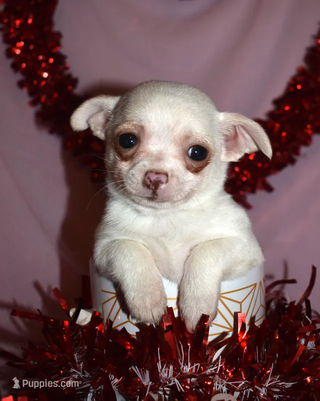 DeeDee, a female Chihuahua for sale in Goldsboro, NC – Photo 1 of 4