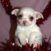 DeeDee, a female Chihuahua for sale in Goldsboro, NC – Photo 1 of 4
