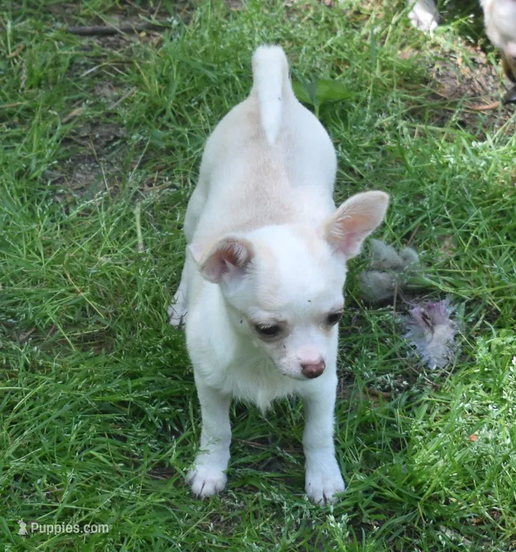 DeeDee – Chihuahua puppy for sale in Goldsboro, NC