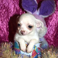 DeeDee, a female Chihuahua for sale in Goldsboro, NC – Photo 2 of 4