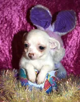 DeeDee, a female Chihuahua for sale in Goldsboro, NC – Photo 2 of 4